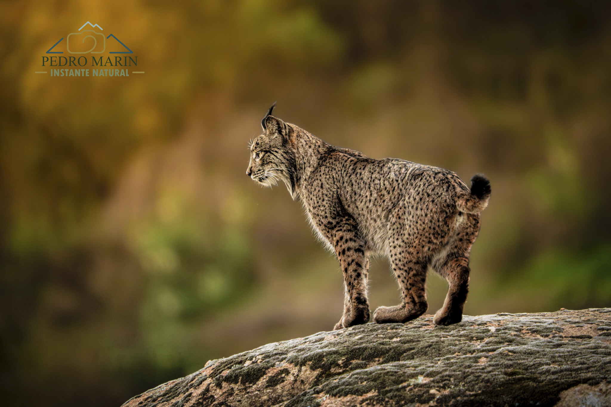 Lince ibérico en Sierra de Andújar fotografiado en libertad