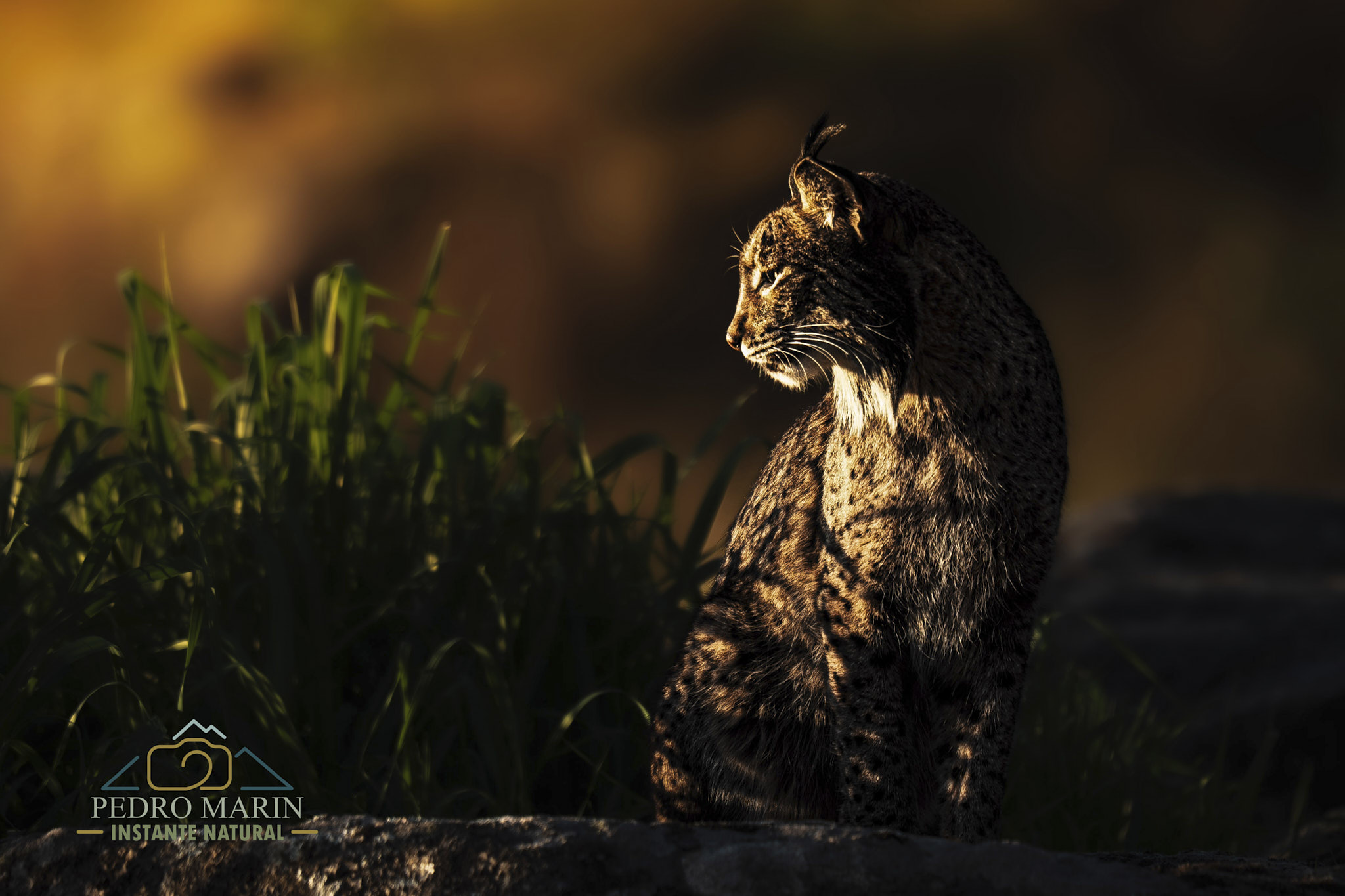 Lince ibérico en Sierra de Andújar al amanecer