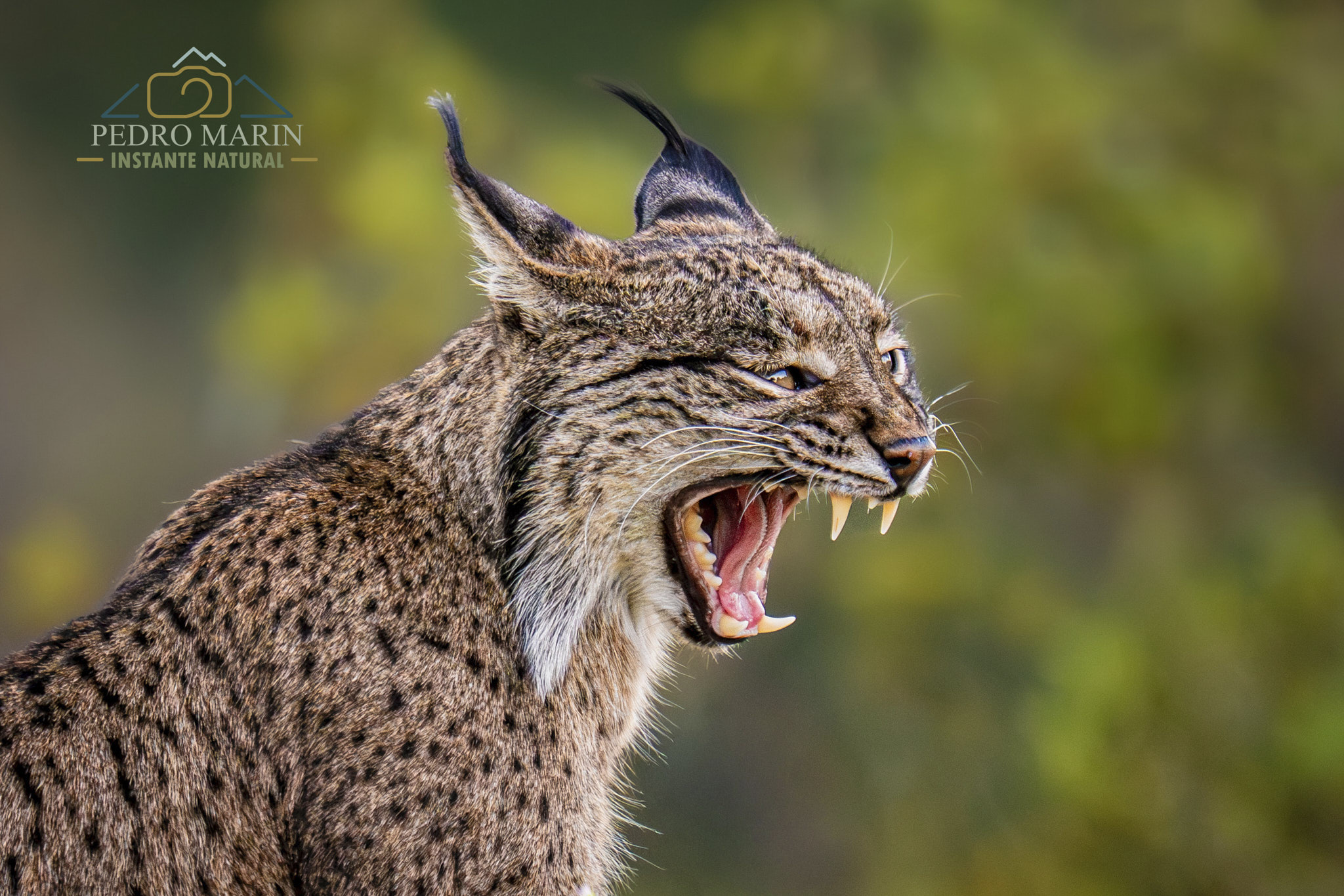 lince iberico 0019