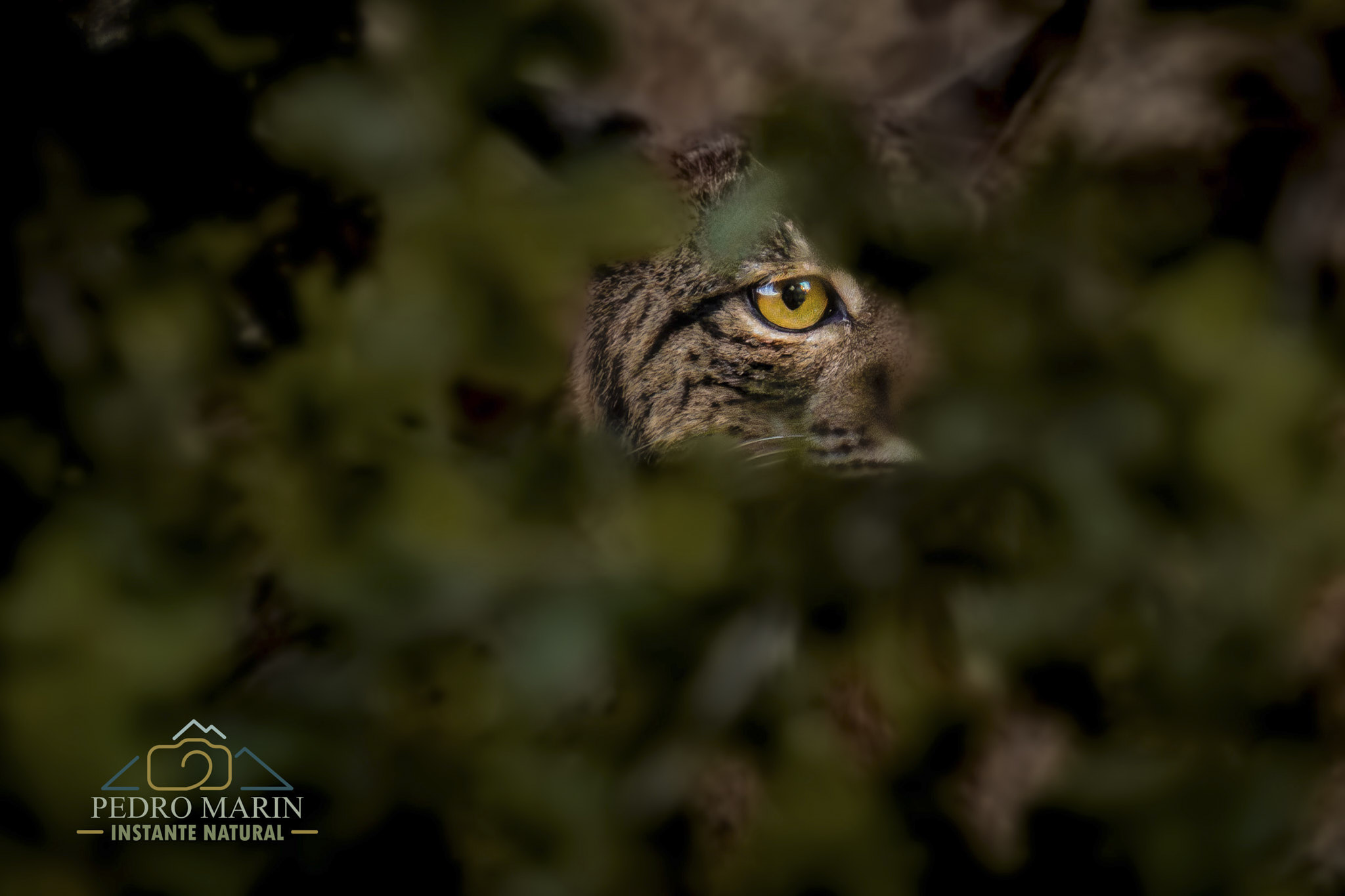 Lince ibérico entre vegetación en Sierra Morena