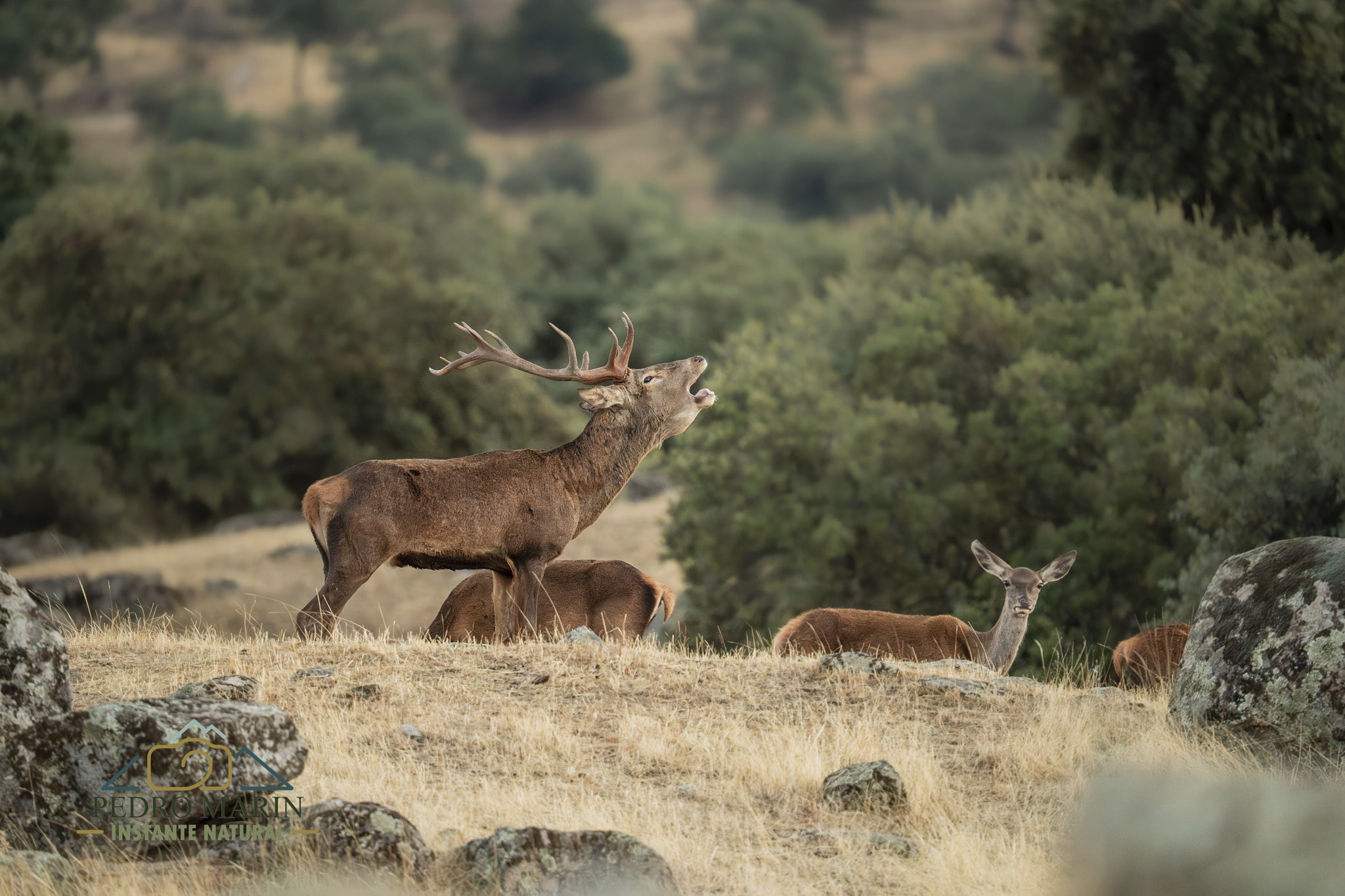 Ciervos en libertad en Sierra de Andújar