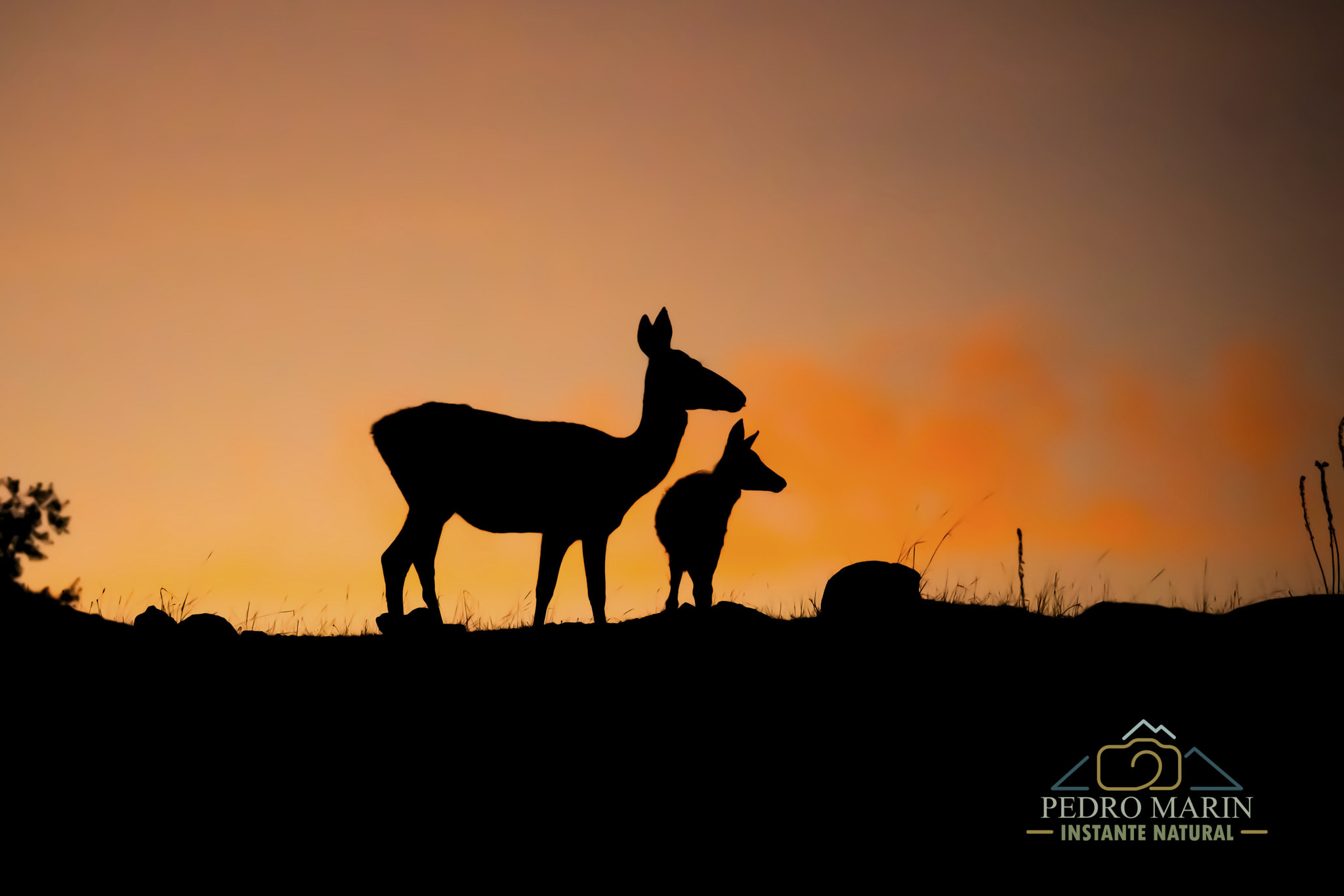 Siluetas de fauna salvaje al atardecer en naturaleza