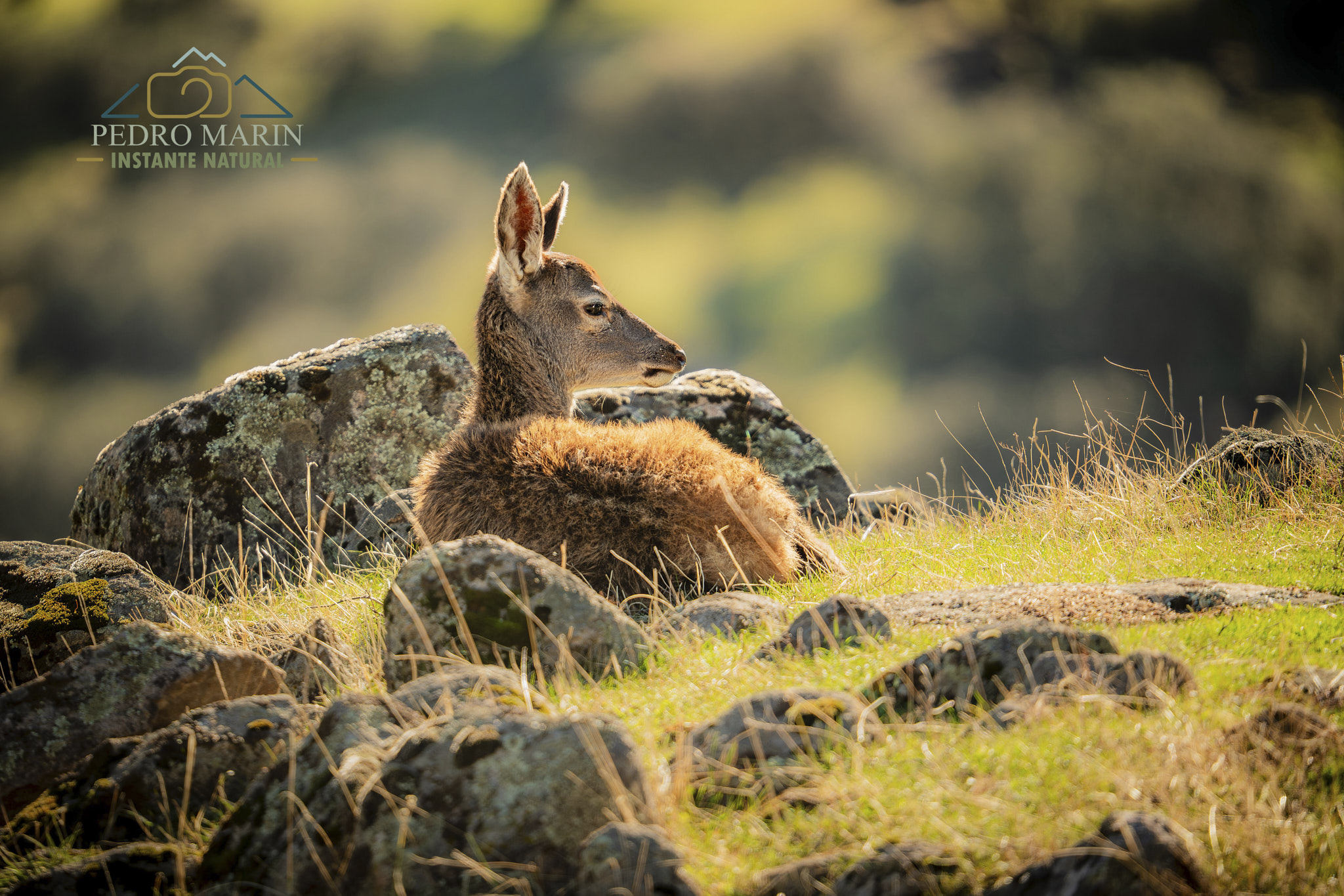 Luz cálida de amanecer en fotografía de fauna salvaje
