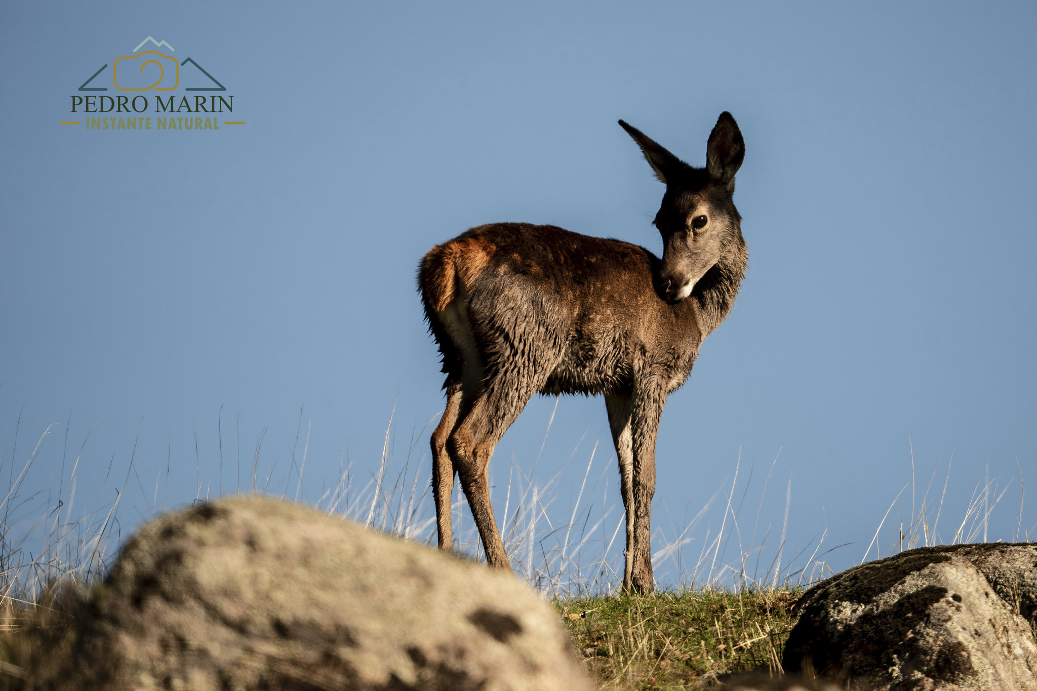 Venado iluminado por luz natural en Sierra de Andújar