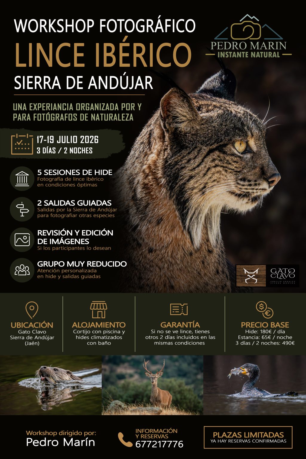 workshop lince