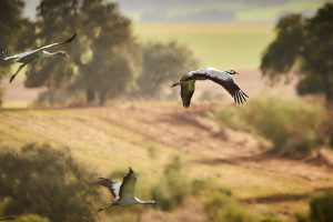 dsc7748 arw dxo deepprime