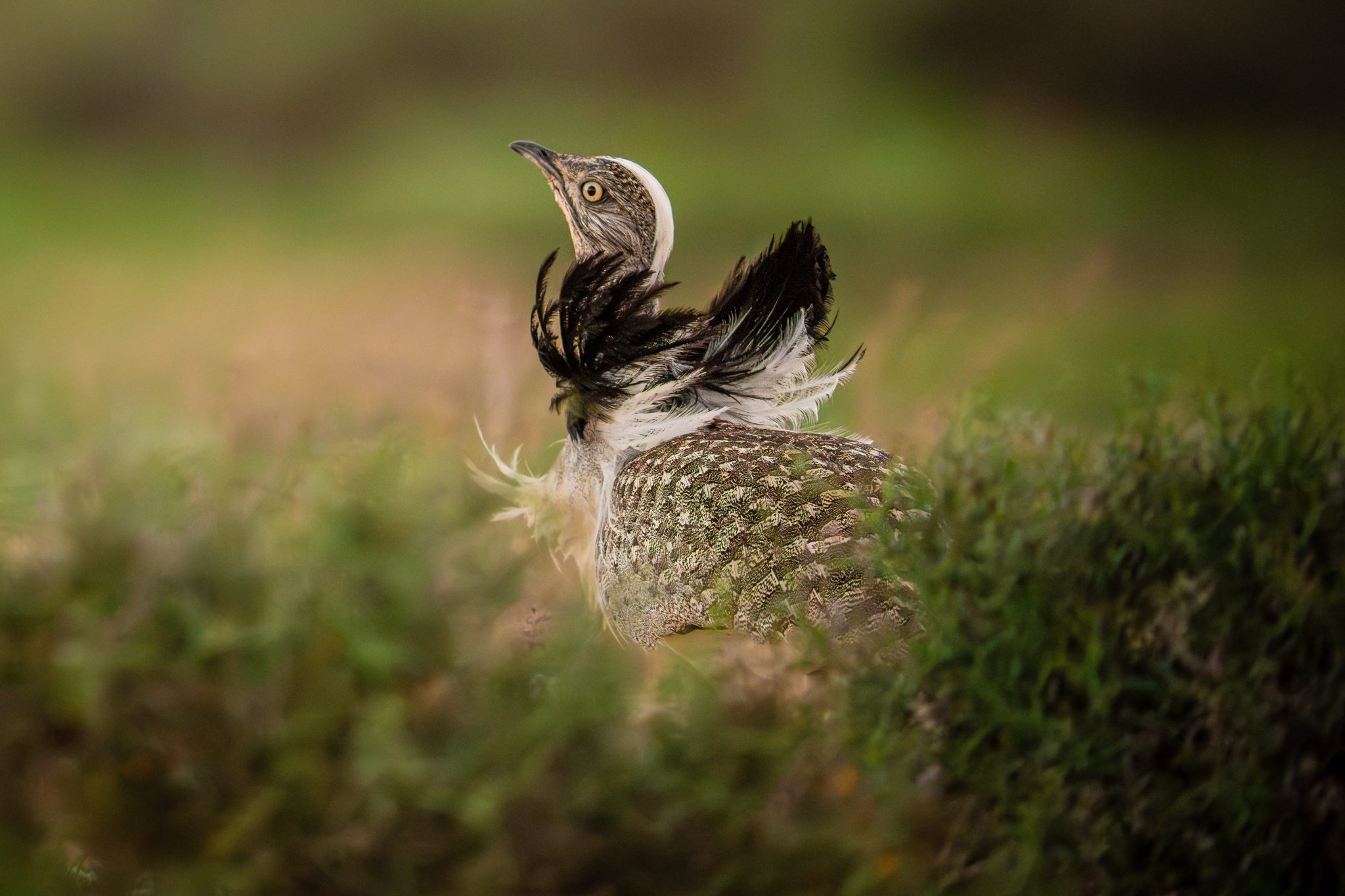 aves experiencias 0001