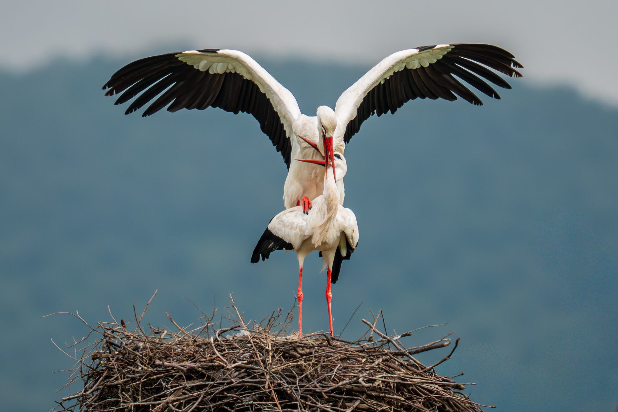 aves experiencias 0002