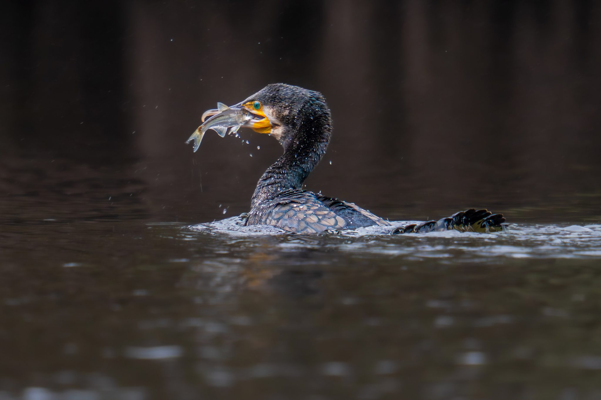 aves porfolio 0002