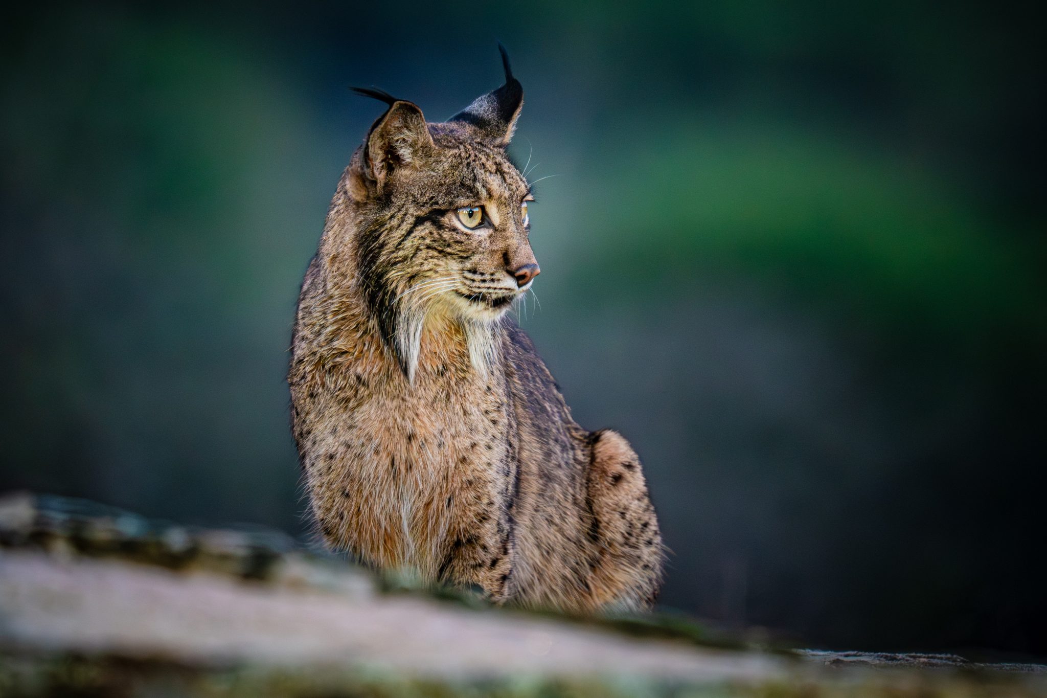 lince iberico experiencias 0001