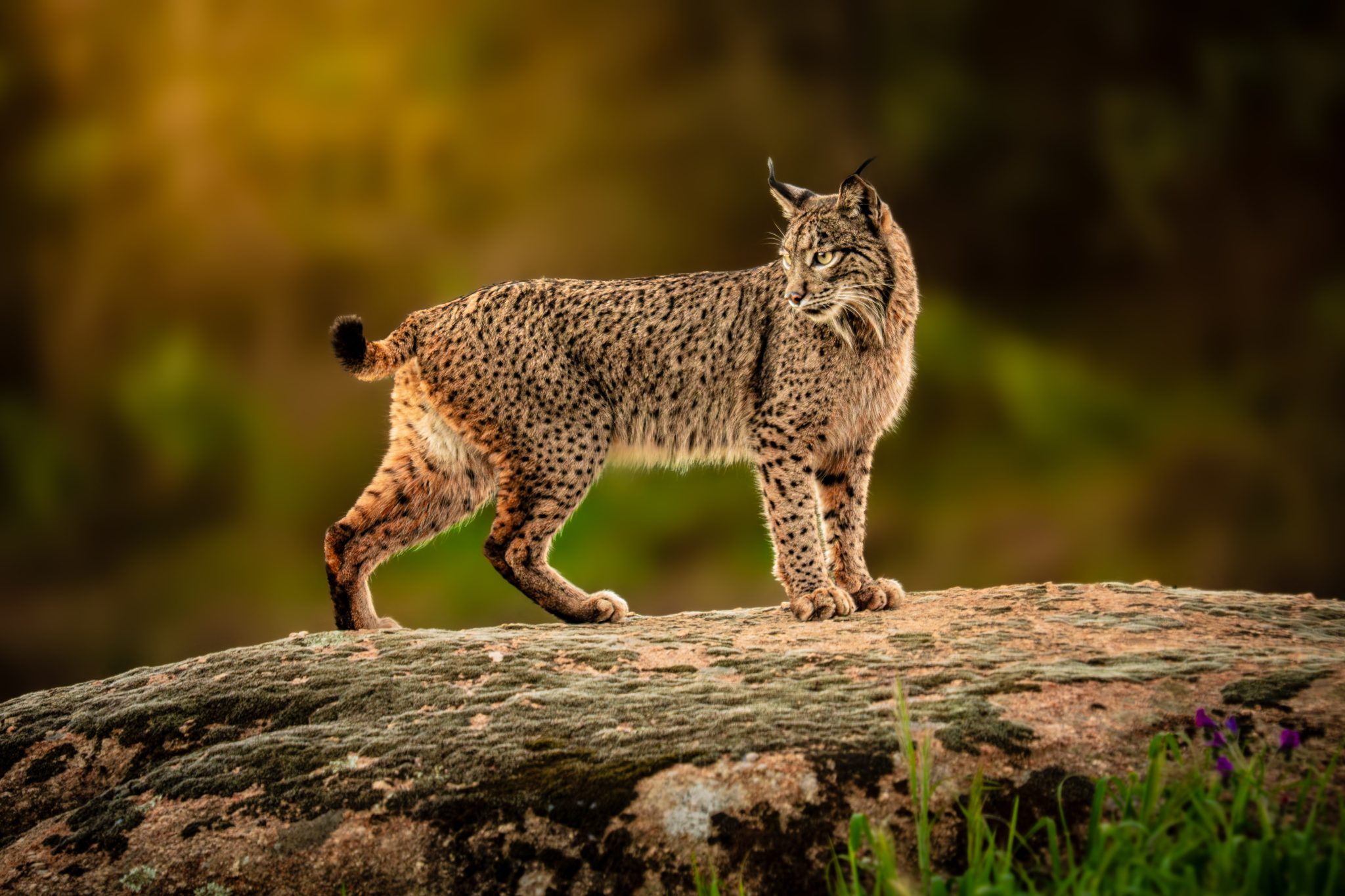 lince iberico inicio 0003