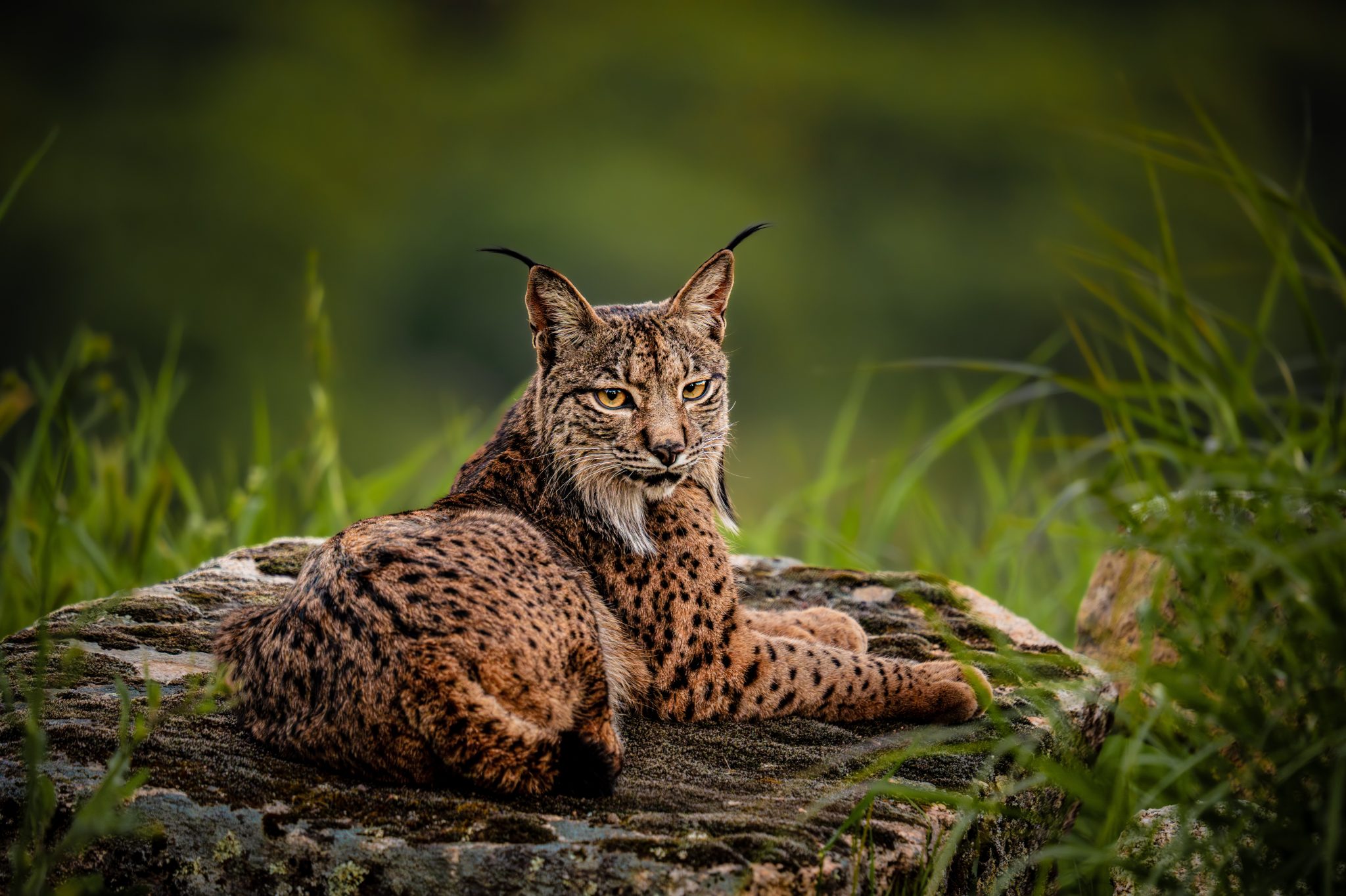 lince iberico porfolio 0004